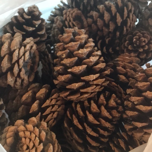 Pinecone Bundle of Montana Pinecones for crafting - Picture 1 of 7